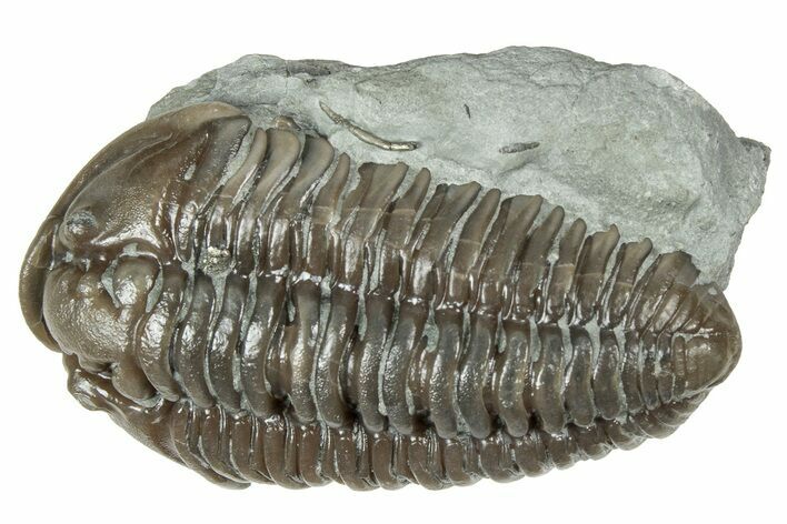 Prone Flexicalymene Trilobite - Mt Orab, Ohio #358067